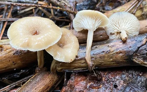 Lentinellus cystidiosus