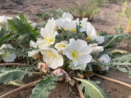 Birdcage Evening Primrose