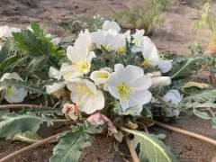 Birdcage Evening Primrose thumbnail 1