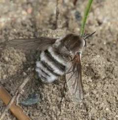 Bombylius incanus thumbnail 4