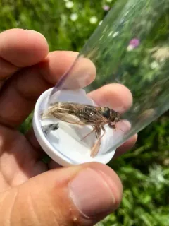 Prairie Cicada thumbnail 1