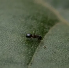 Mottled Odorous Ant thumbnail 2