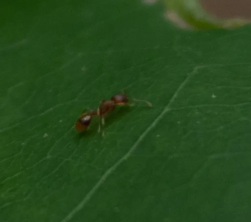 Bent-spined Acorn Ant