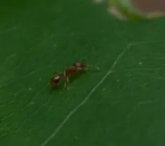 Bent-spined Acorn Ant thumbnail 1