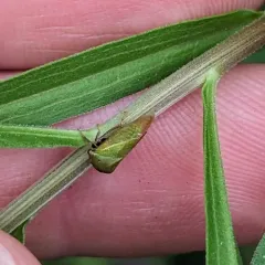 Stictocephala lutea thumbnail 1