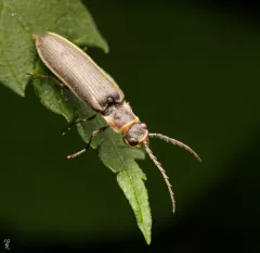 Toothed Click Beetle thumbnail 3