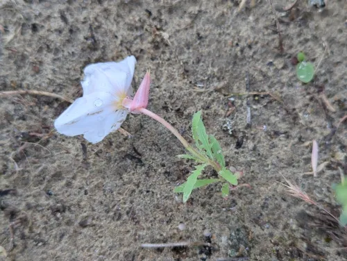 White-stem Evening Primrose
