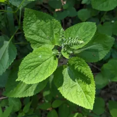 Heart-leaved Skullcap thumbnail 2