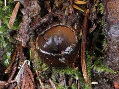 Plectania harnischii thumbnail 1