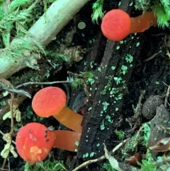 Vermilion Waxcap thumbnail 3