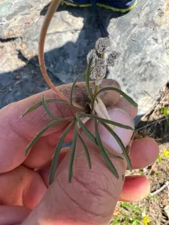California Indian Potato thumbnail 1
