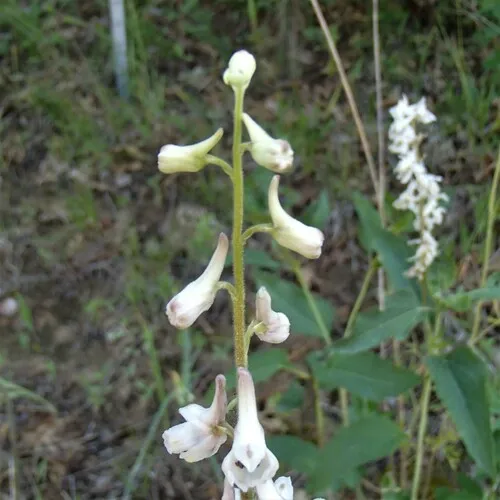 Wild Blue Larkspur