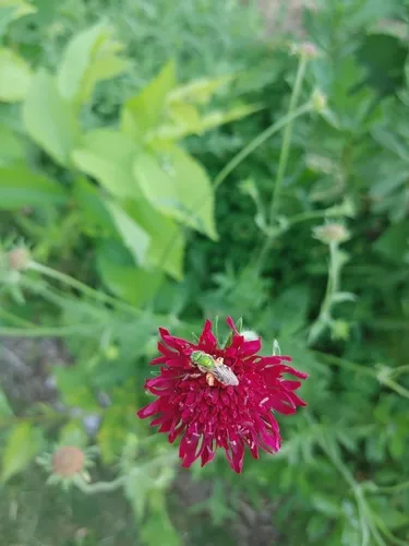 Macedonian scabious