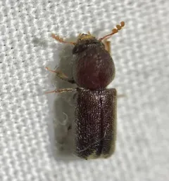 Prostephanus punctatus thumbnail 2