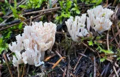 Ramaria gracilis thumbnail 2