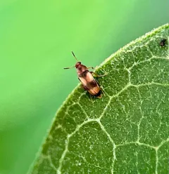 Three-banded False Flower Beetle thumbnail 3