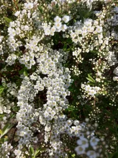 Threelobe Spirea thumbnail 3