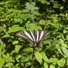 Zebra Swallowtail thumbnail 2