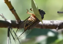 Okanagana mariposa thumbnail 2