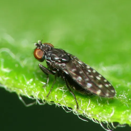 Limnellia stenhammari