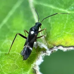 Eastern Regal Oak Mirid thumbnail 4