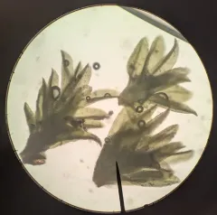 lesser bird's-claw beard-moss thumbnail 4