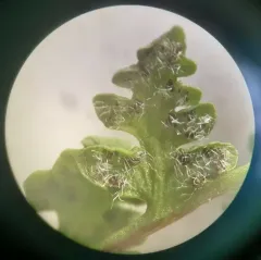 alpine woodsia thumbnail 4