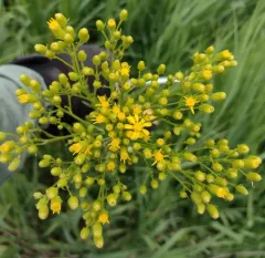 Tall Ragwort thumbnail 3