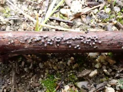 Badhamia foliicola thumbnail 3