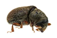 Four-eyed Spruce Bark Beetle thumbnail 1
