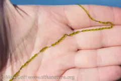 Urospora wormskioldii thumbnail 3