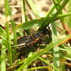Eastern Bee Assassin thumbnail 4