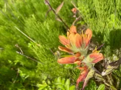 Glacier Bay Paintbrush thumbnail 2
