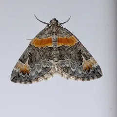 Orange-barred Carpet Moth thumbnail 3