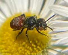 Calliopsis Cuckoo Nomad Bee thumbnail 1