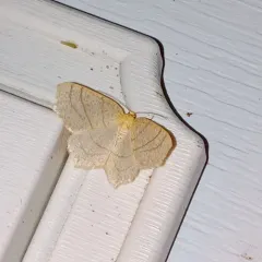 Straw Besma Moth thumbnail 4