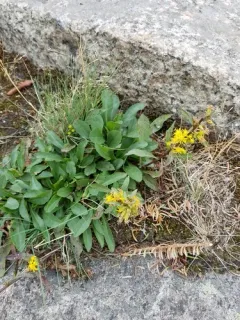Rand's goldenrod thumbnail 3