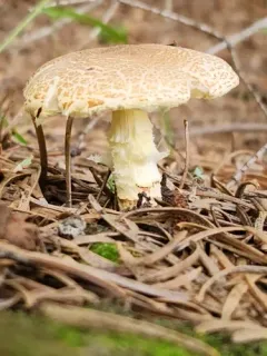 Penguin-spored Lepiota thumbnail 1