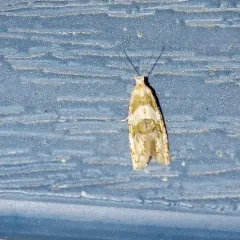 Silver-bordered Aethes thumbnail 3