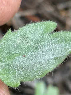 Podosphaera collomiae thumbnail 2