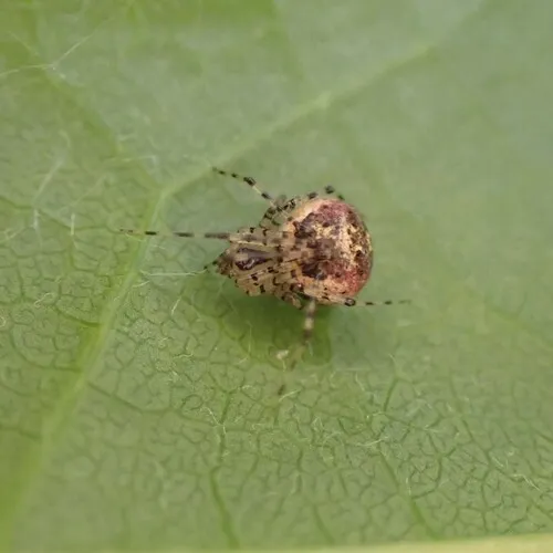 False Pirate Spider