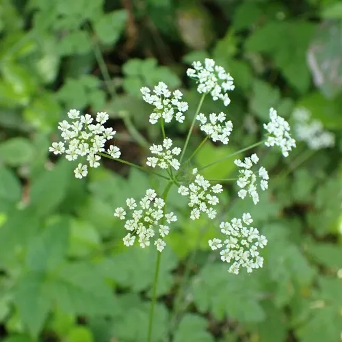 Rough chervil