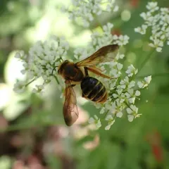 Prunus Miner Bee thumbnail 2