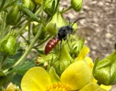 Sphecodes pecosensis thumbnail 3