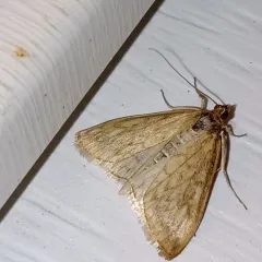 Dimorphic Sitochroa Moth thumbnail 2