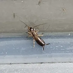 European Earwig thumbnail 2