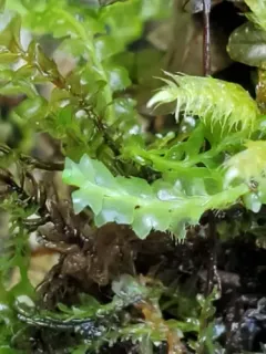 Acrobolbus ciliatus thumbnail 2