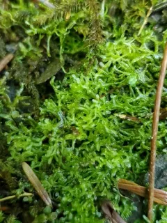 Metzgeria lindbergii thumbnail 3