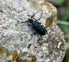 Caragana Blister Beetle thumbnail 3