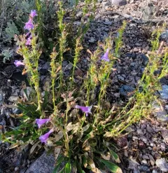 Front Range Beardtongue thumbnail 3